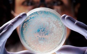 bacteria