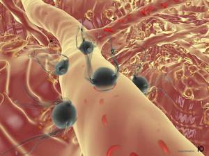 bacteria