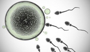 conception